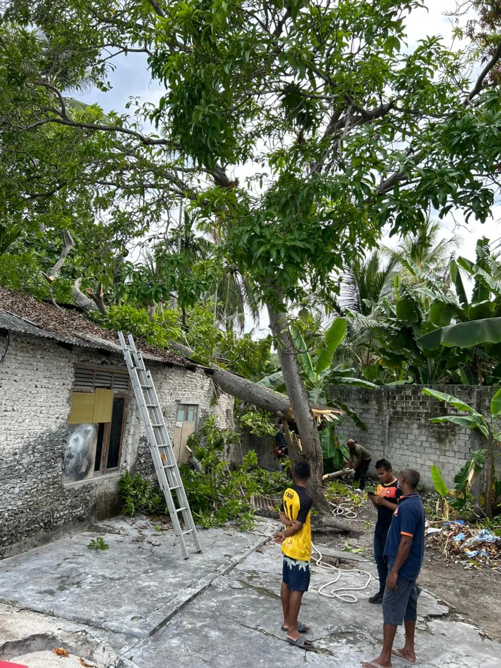 photo for އަނބުގަހެއް ވެއްޓުމާއި ގުޅިގެން، ގަސް ނެގުމަށް ޕަބްލިކް ވޯކްސްއިން ކުރި މަސައްކަތް